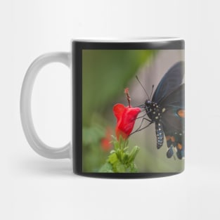 Swallowtail Mug